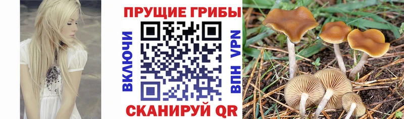 Галлюциногенные грибы мицелий  Купить закладки  Обнинск 